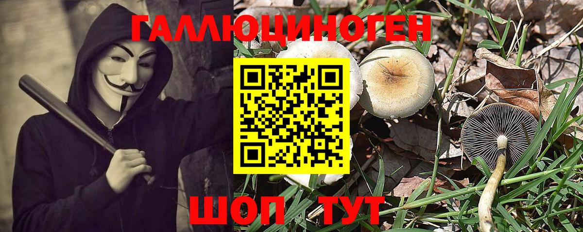 Миллерово  Галлюциногенные грибы Cubensis  Вход с VPN 